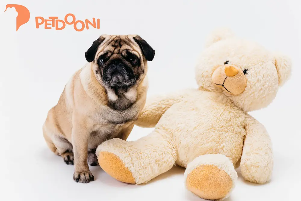 مزایای استفاده از عروسک بازی سگ برای سلامت روان و رفتار آن | پت شاپ آنلاین پت دونی